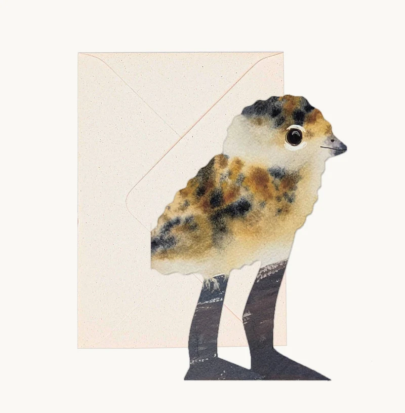 Carte poussin vanneau - Hadley